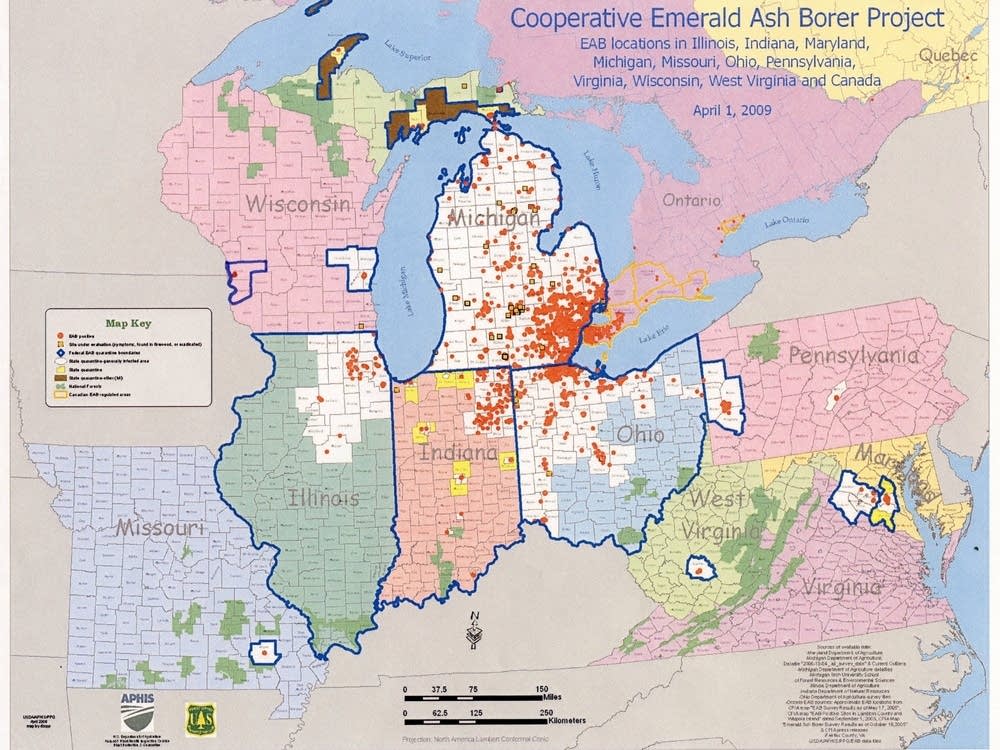 destructive-emerald-ash-borers-found-in-st-paul-mpr-news