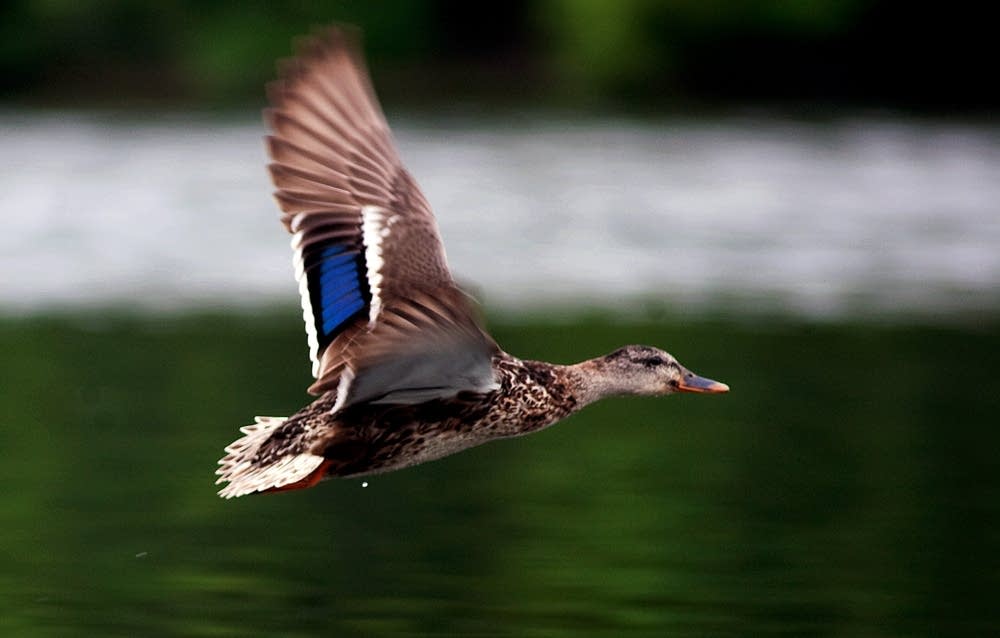Mallard