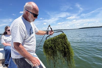 A Minnesota ‘lake killer’ surfaced 11 years ago. There’s still no long-term fix.