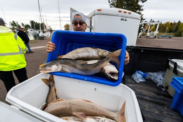 Lake Superior tribal lake trout netting