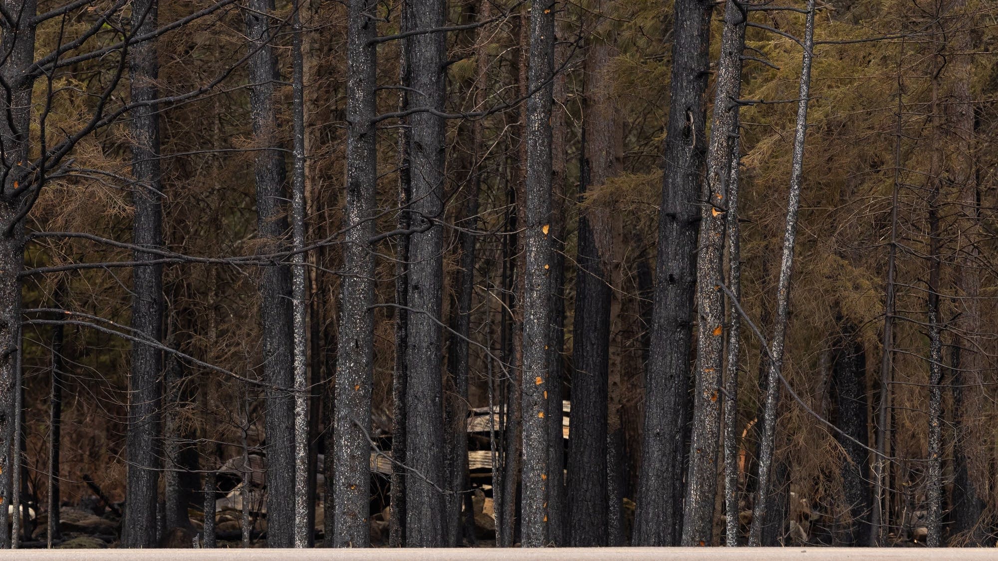 DOGE cut delayed northern Minnesota wildfire prevention funding