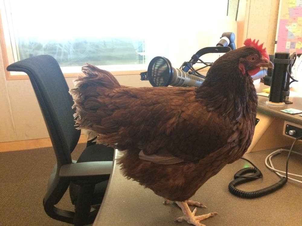 Lola the chicken in the MPR News studio