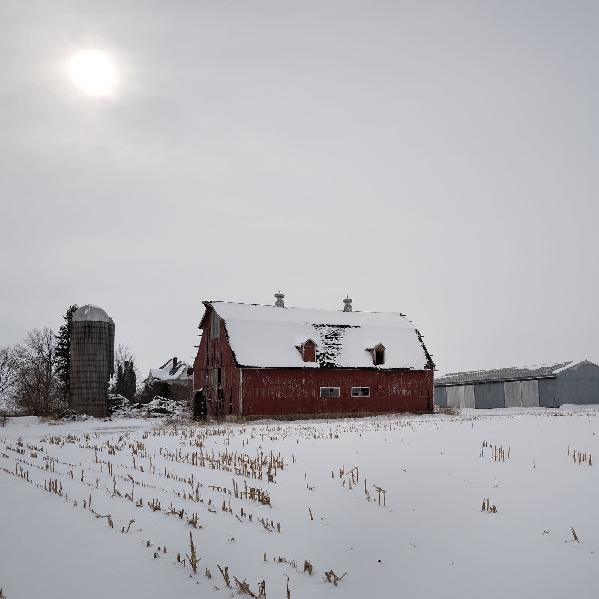 Farmers feel the big freeze