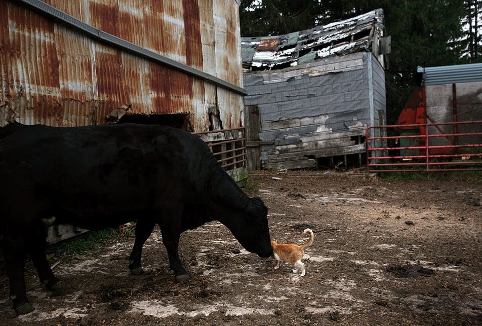 Cat and cow