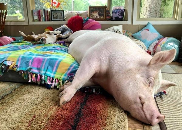 A country rallies around Esther the Wonder Pig