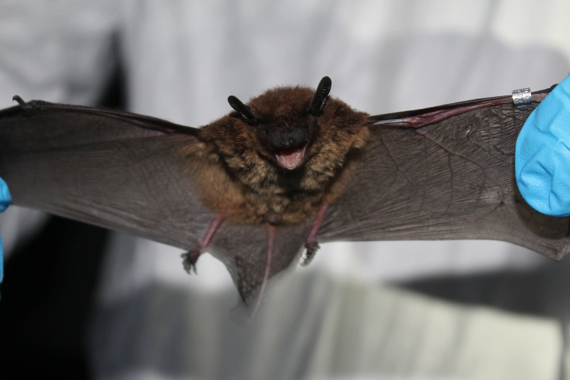 There's a new bat in Minnesota Minnesota Public Radio News