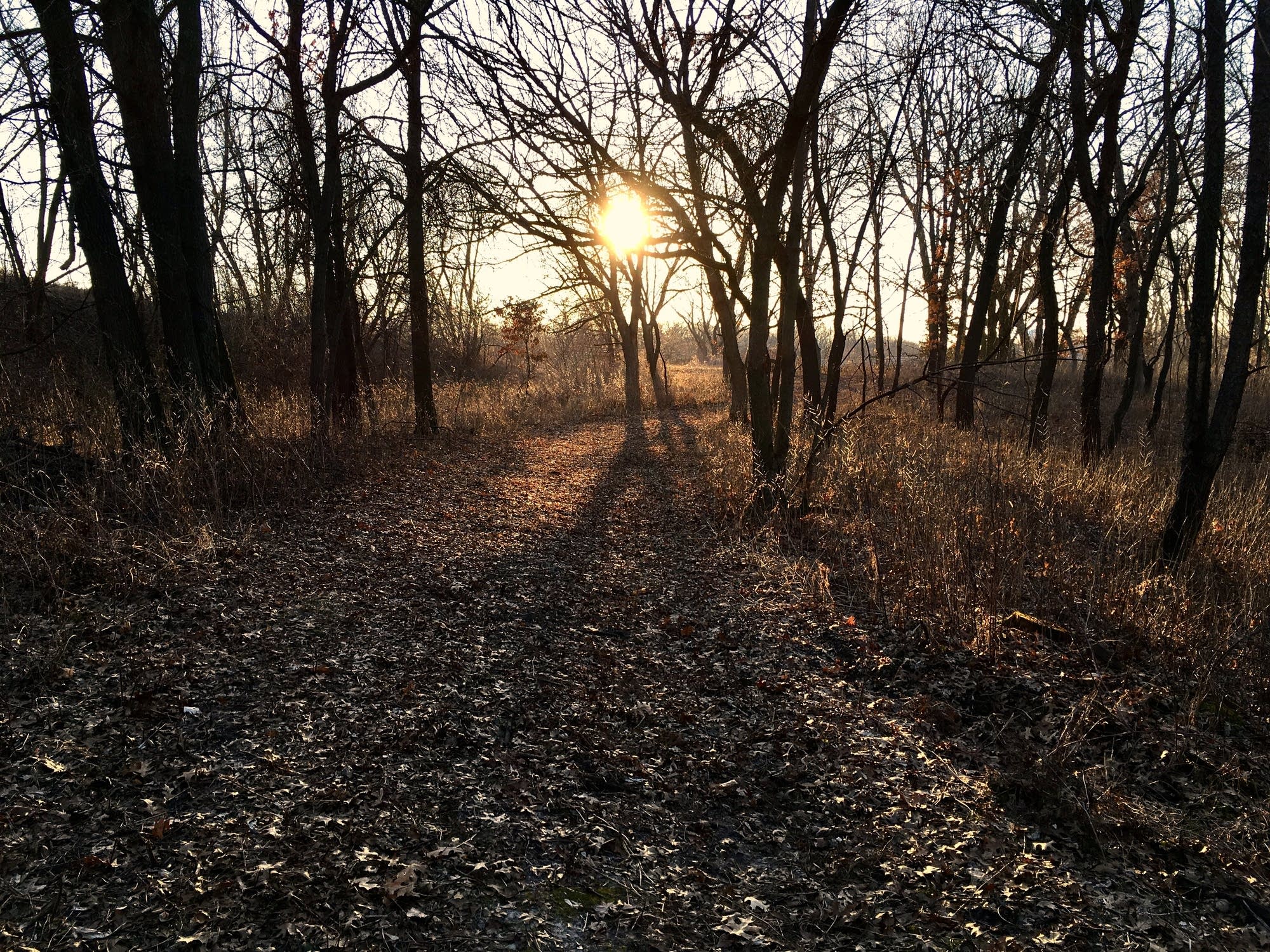 A warm winter has left no need for grooming the cross country ski trails.