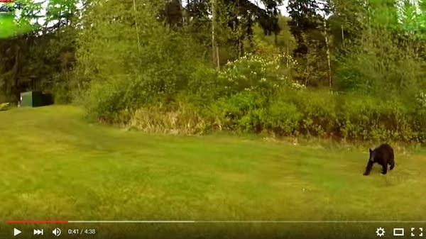 When bears and drones are pals