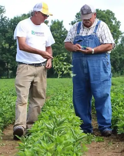 tobacco indigo Tobacco farmers see green in indigo