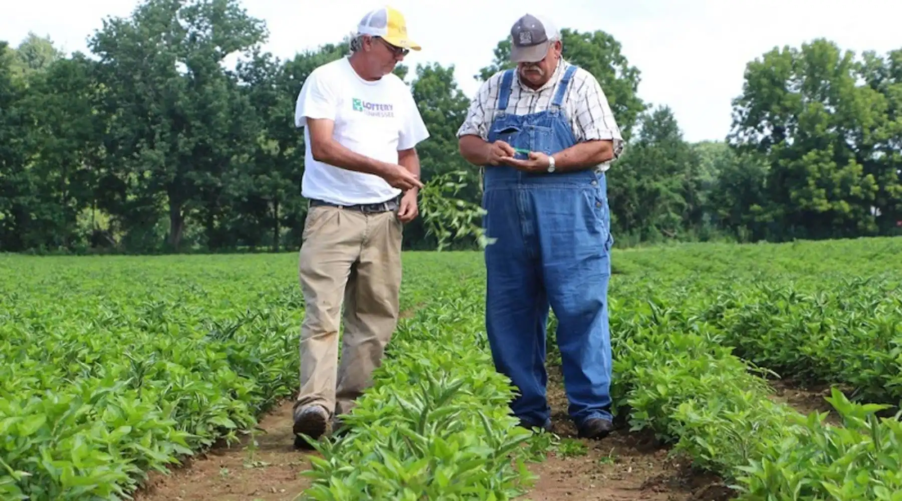 georgia tobacco license search Georgia officials warn of license suspension scams