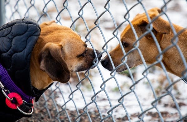 American Shelter Dogs Snoofy (left) and Penny (right).