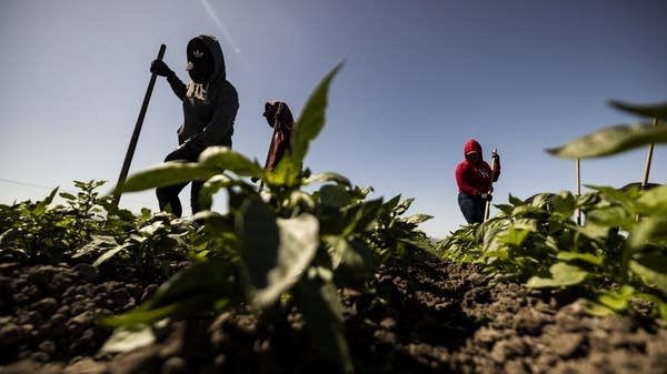 In response to immigration raids, more California farmers are exploring labor-automating machinery or considering switching to labor-saving crops.