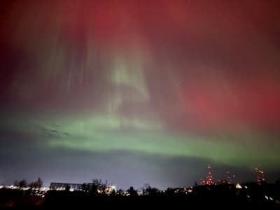 A dog sits under the northern lights.