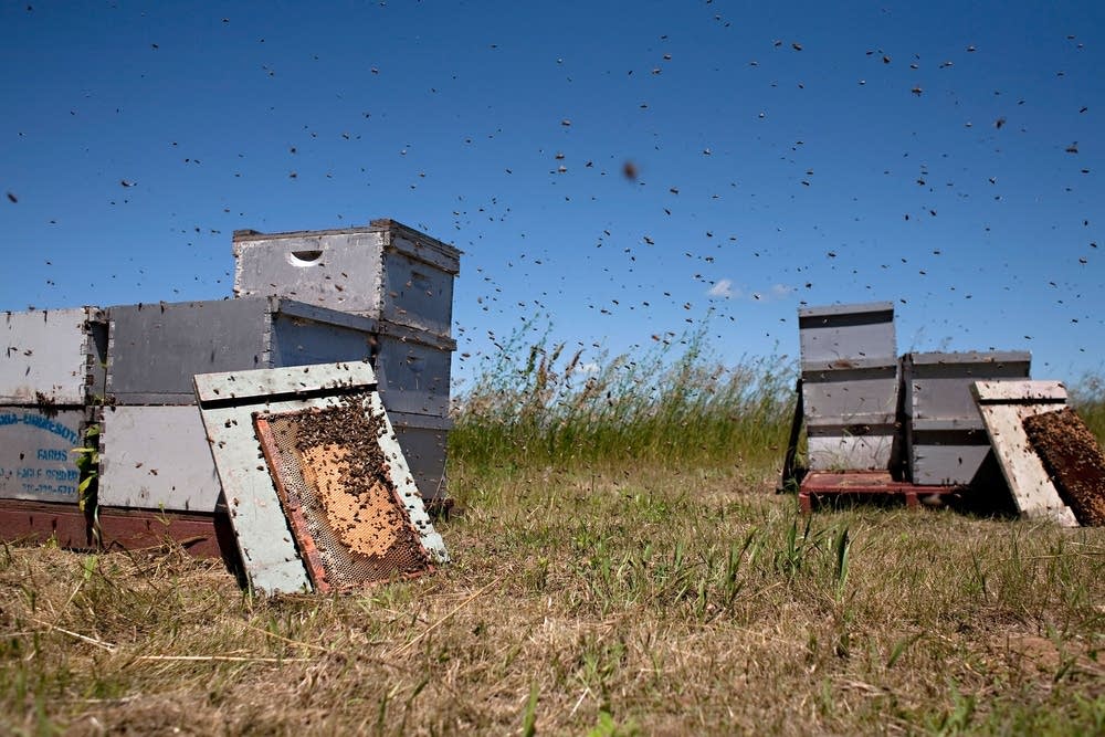 Busy time for bees