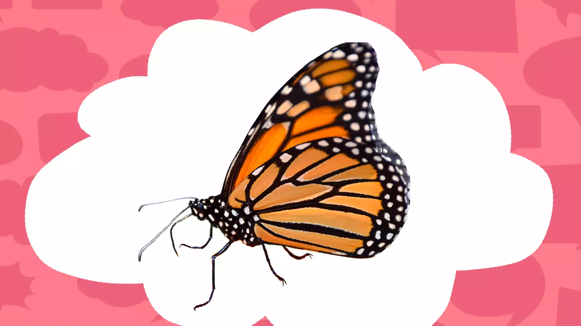 What are butterfly wings made of? Moment of Um