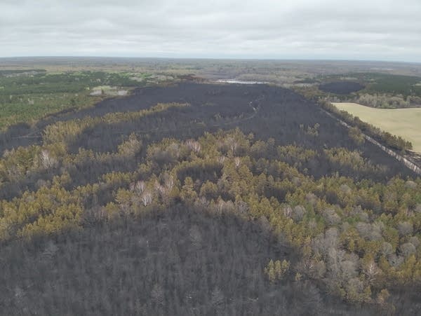 An aerial view of forests burned by a wildfire