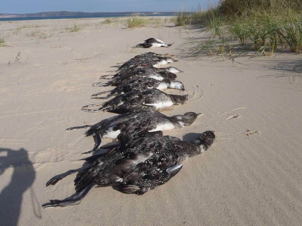 Loons before burial
