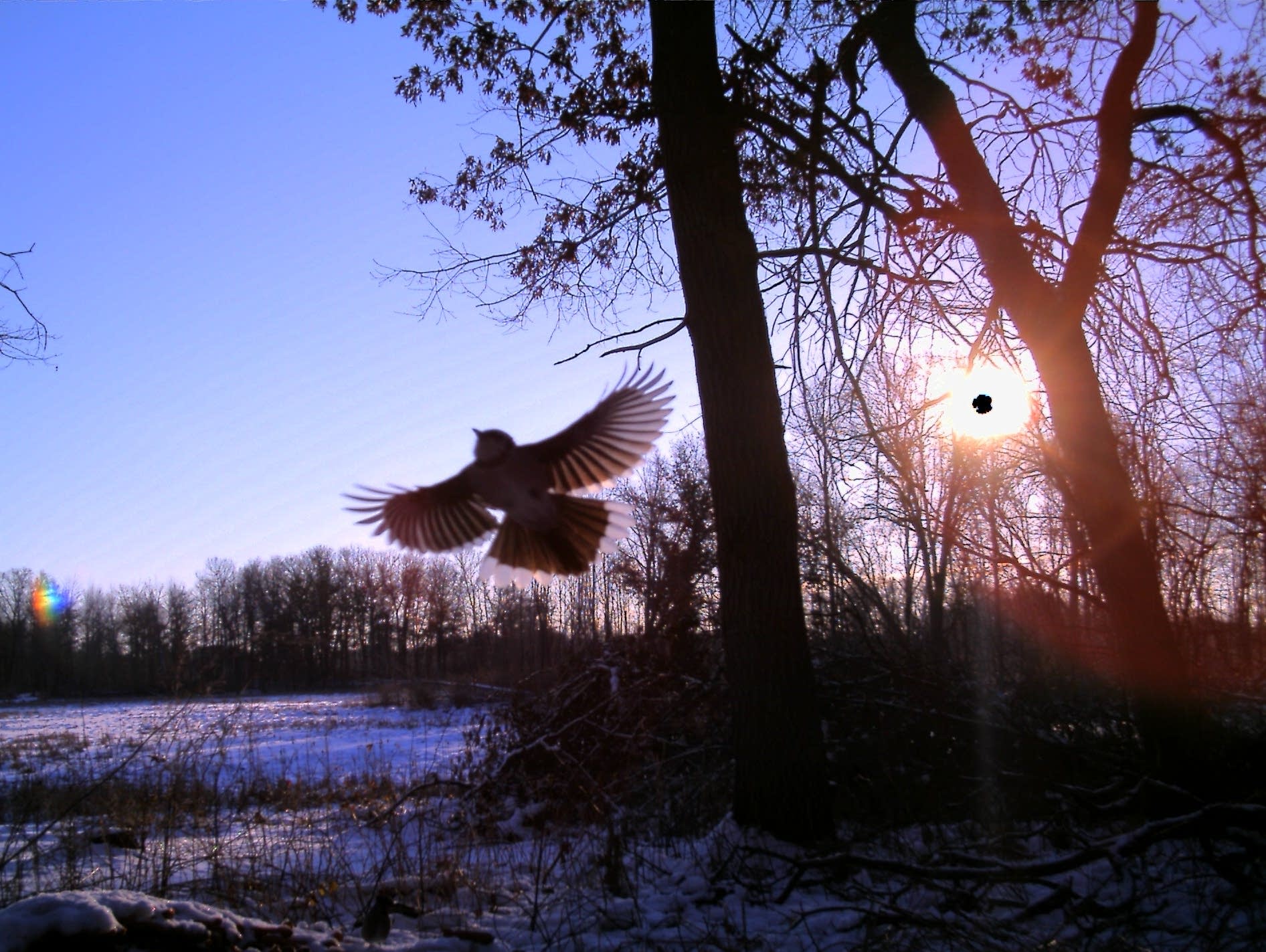 An image of a bird captured by a trail camera at Cedar Creek Reserve