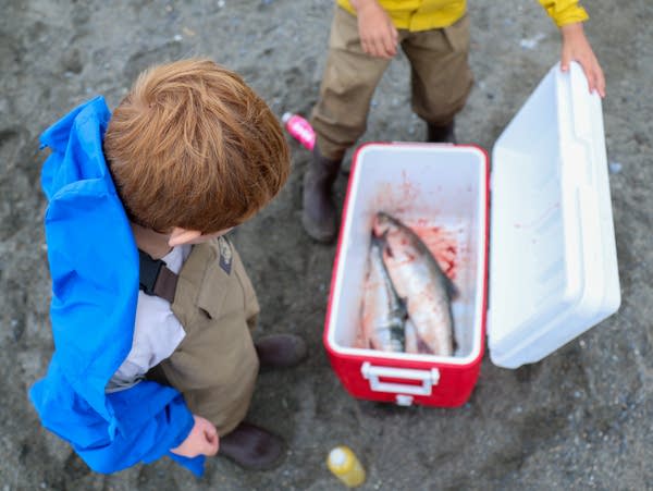 A boy looks into a cooler with a bloody fish.