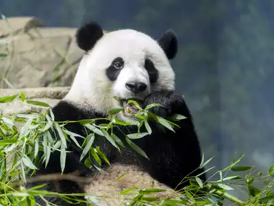 788f5d-20231003-panda-