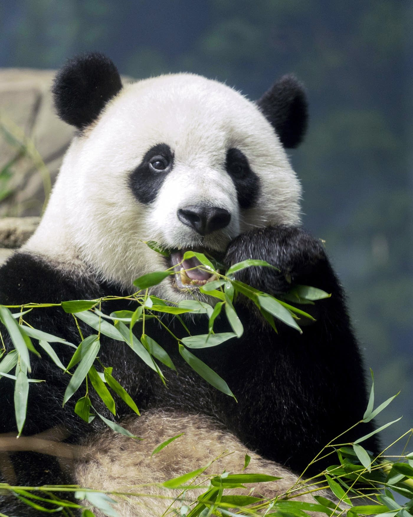 Panda Diplomacy: The departure of DC's beloved pandas may signal a