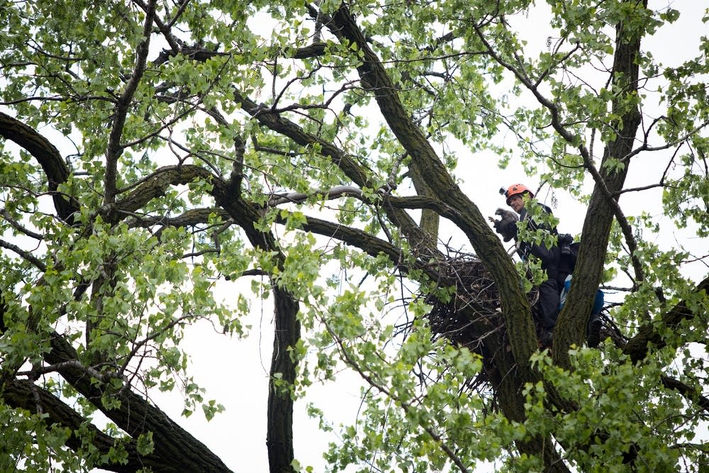 Eagle survey
