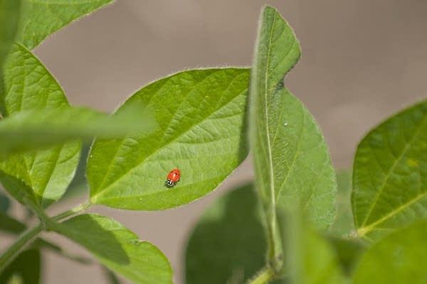 A ladybug walked across a soybean leaf.