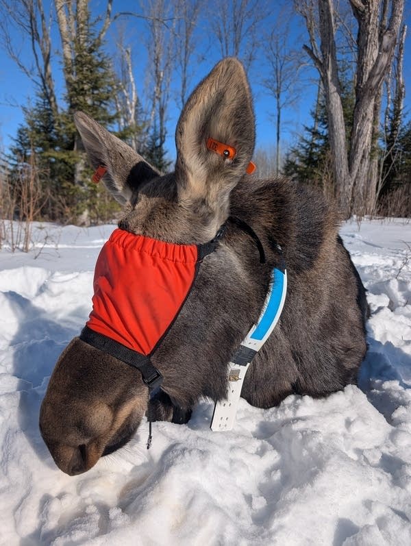 moose with collar