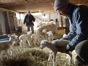 Spring means lambing season in Minnesota