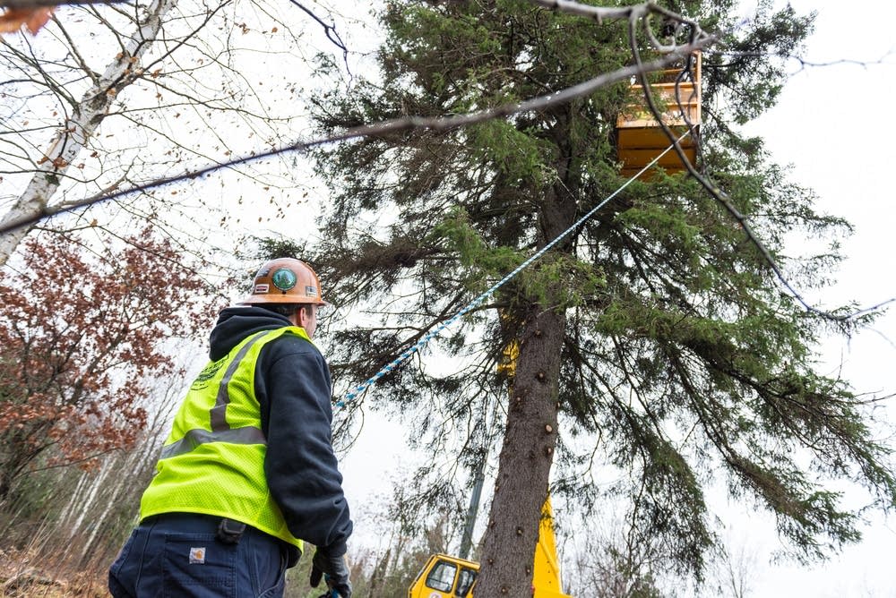 Cables are attached to the tree.