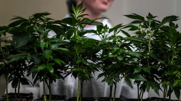 Individual investor frenzy focuses on cannabis stocks