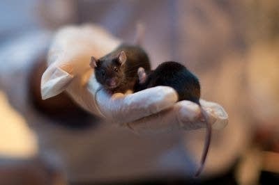 mice_detection-thumb-400x266.jpg