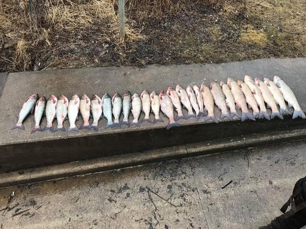 30 invasive carp caught in Mississippi near Winona, largest upstream haul