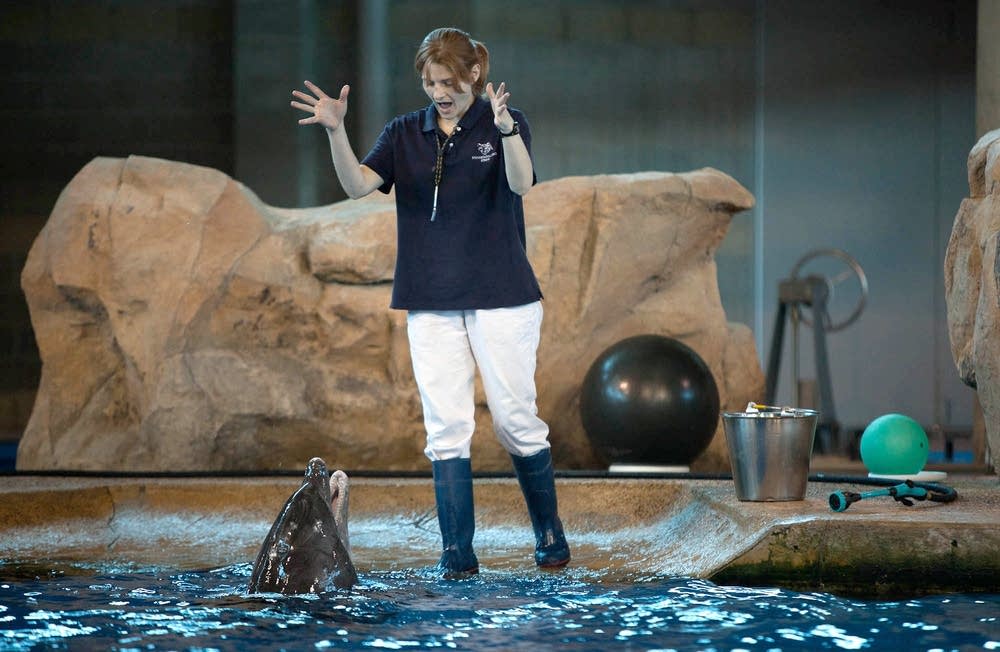 Minnesota Zoo temporarily housing seven dolphins