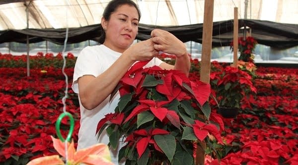 Xochitl Hernández in her commercial greenhouse. She says the end of NAFTA would cripple Mexican exporters, but said she's hopeful the new U.S. administration will tweak but not kill NAFTA.