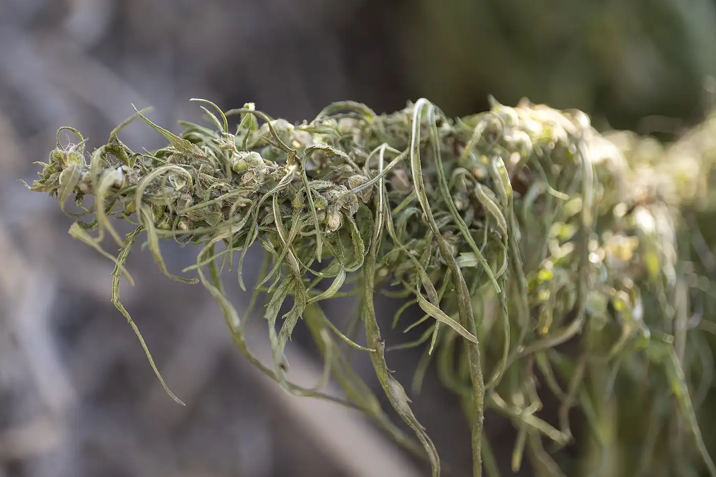 Local hemp producers stunned as deal to reopen government attacks hemp