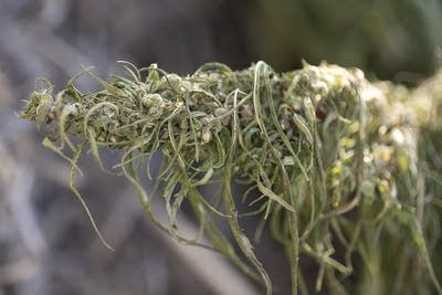 Local hemp producers stunned as deal to reopen government attacks hemp