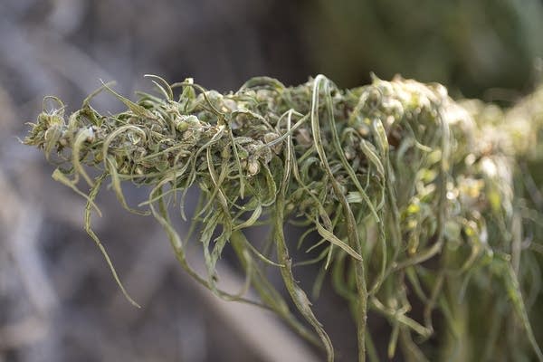 Local hemp producers stunned as deal to reopen government attacks hemp
