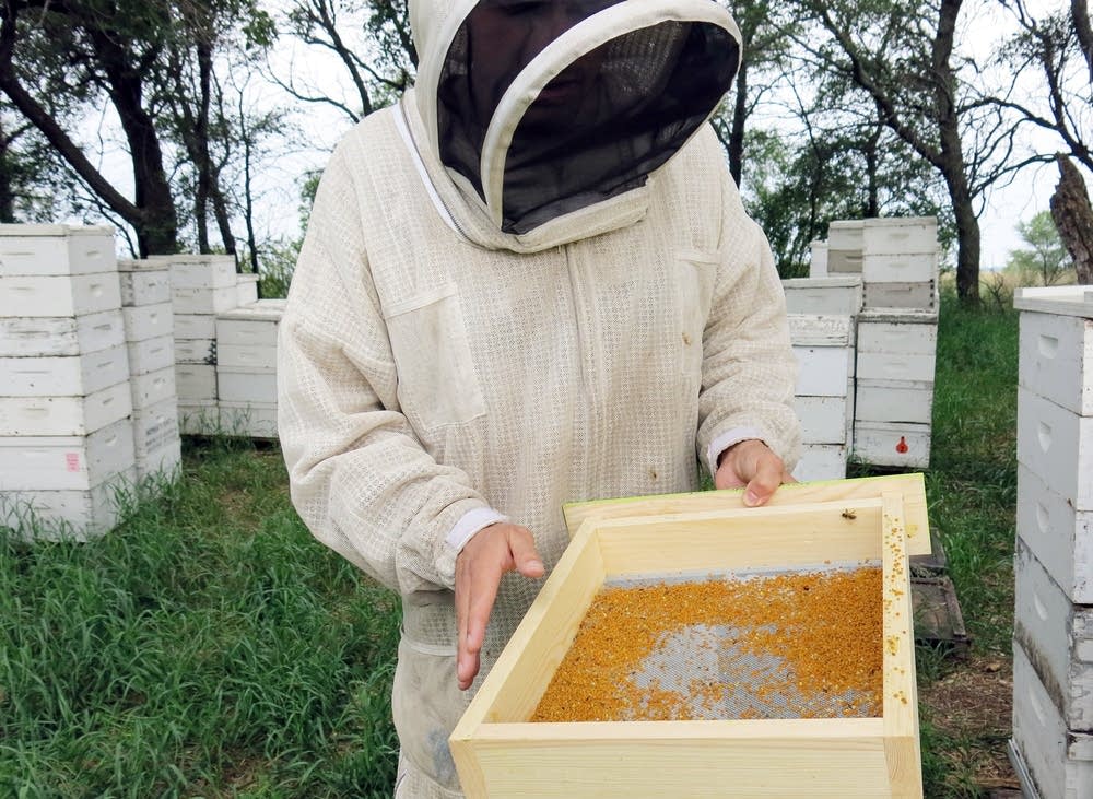 USGS scientist Clint Otto looked at a pollen trap