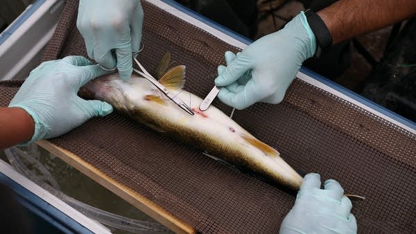 The procedure to insert the transmitter tag takes only a few minutes. 