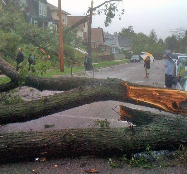 A downed tree in Minneapolis