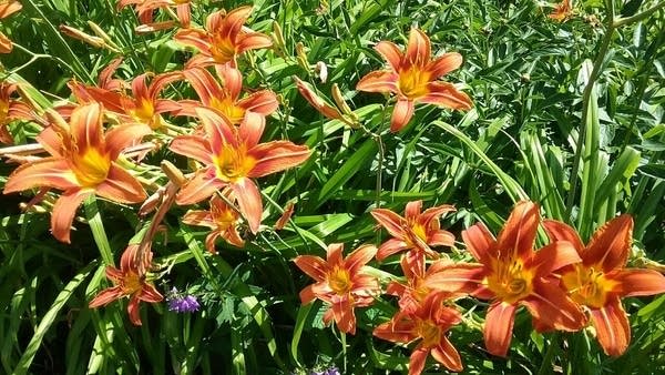 Scattered storms likely Saturday; hotter Sunday