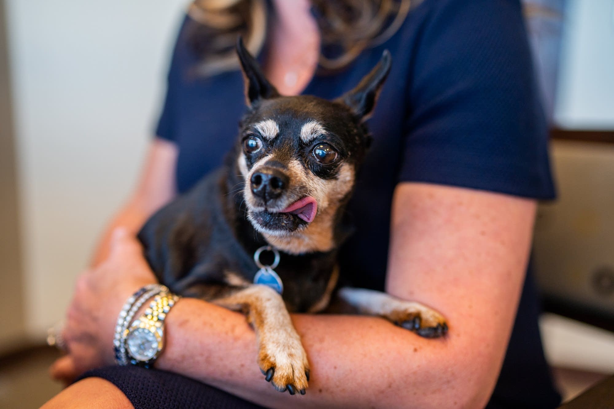 Ike sits in his owner, attorney Kristi Brownson's arms.