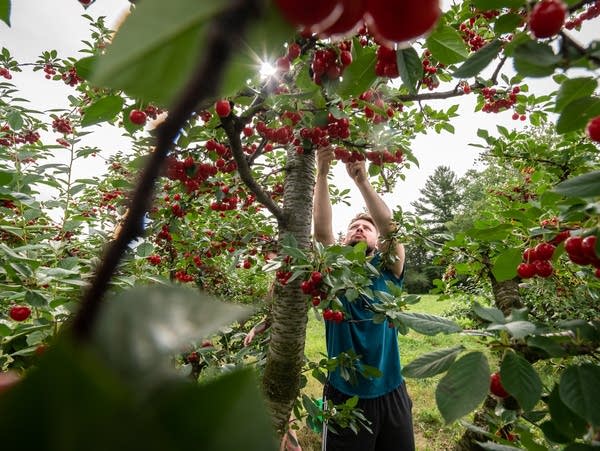 A person picks sour cherries