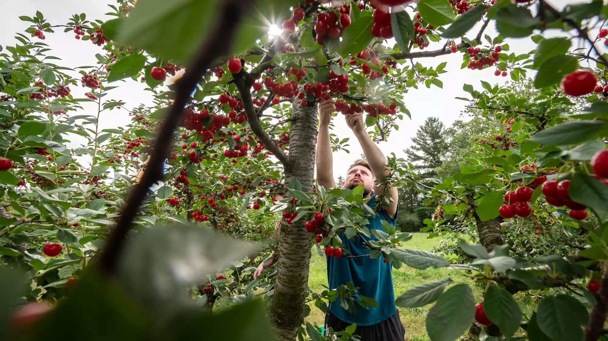'Like medicine from God' Wisconsin cherry orchard offers taste of home