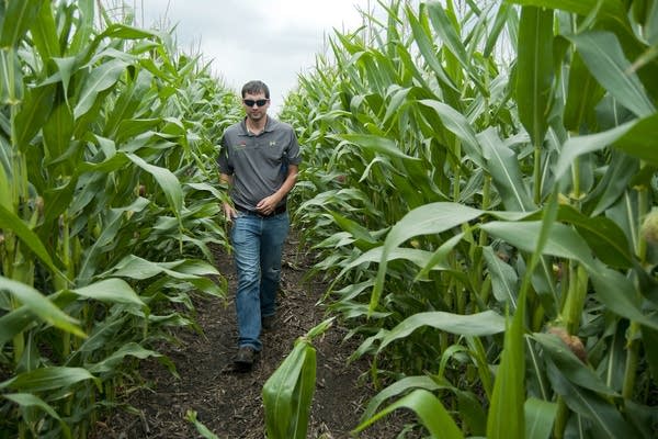 Heron Lake corn field