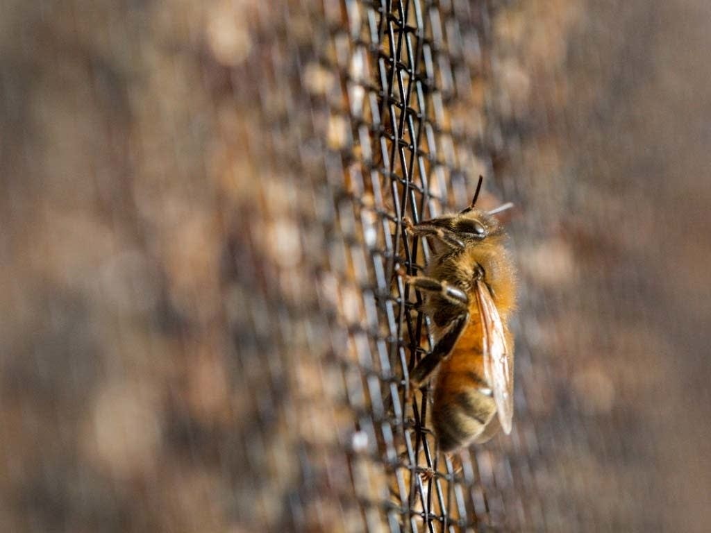 Mann Lake is a global supplier in the beekeeping industry.