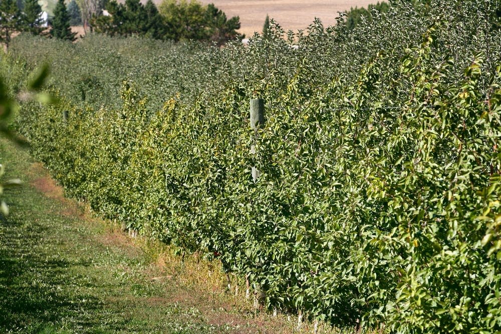 Tough harvest this year for Minnesota apple growers Minnesota Public