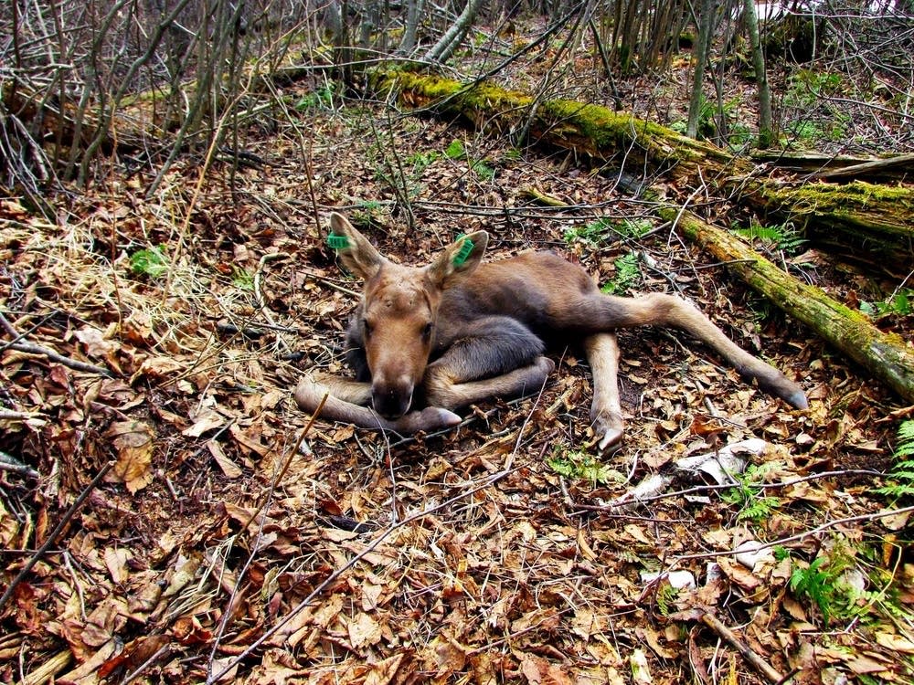 Moose calf