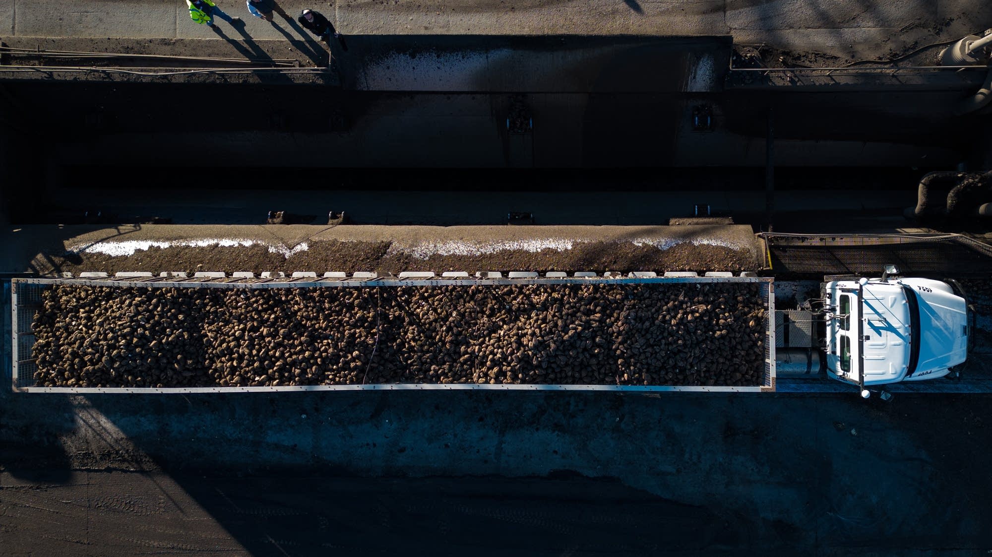 Sugar beet farmers race to harvest 2025 crop Sugar beet farmers race to harvest 2025 crop